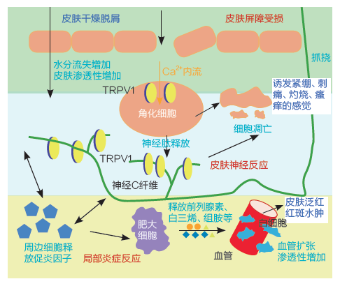 GMP多肽合成公司